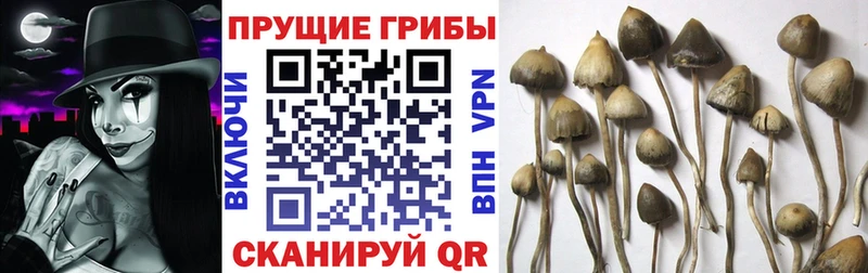 Галлюциногенные грибы GOLDEN TEACHER  Купить где  Белокуриха 